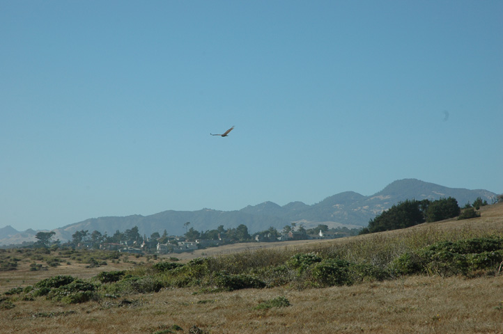 Cambria and Cayucos 062.jpg